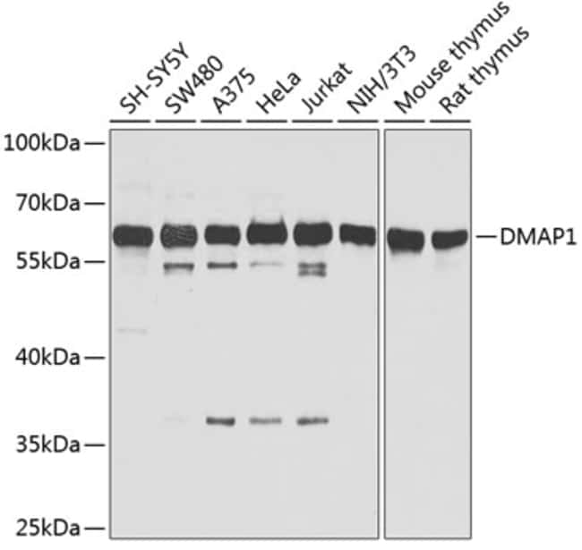 100UL DMAP1 ANTIBODY 100 ul