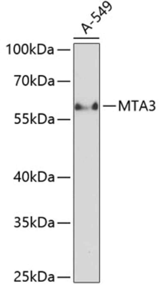 100UL MTA3 ANTIBODY 100 ul
