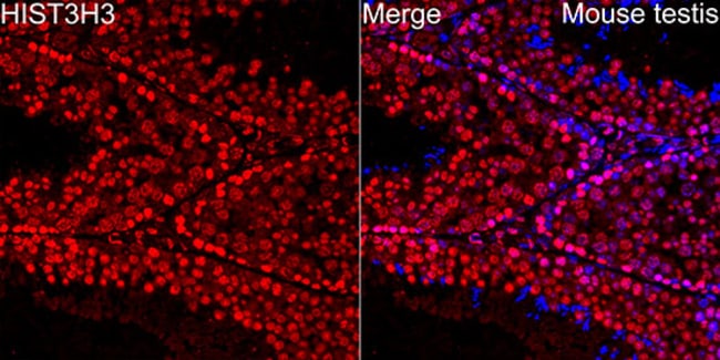 100UL HISTONE H3.1T ANTIBODY 100 ul