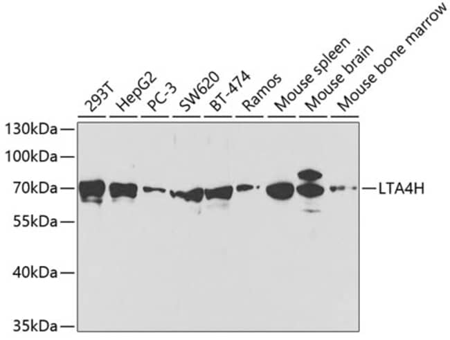 100UL LTA4H ANTIBODY 100 ul