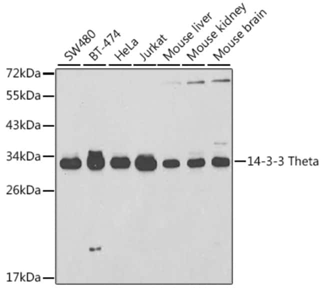 100UL 14-3-3 THETA ANTIBODY 100 ul