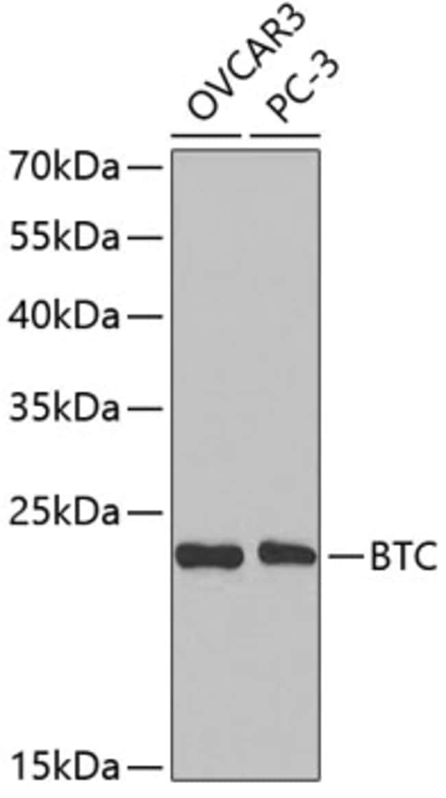 100UL BETACELLULIN ANTIBODY 100 ul