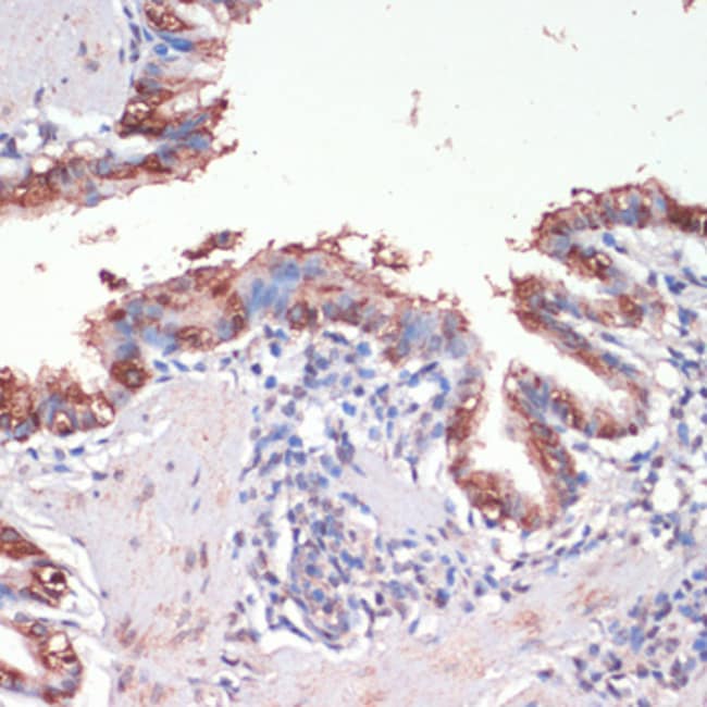 100UL MSI1 ANTIBODY 100 ul