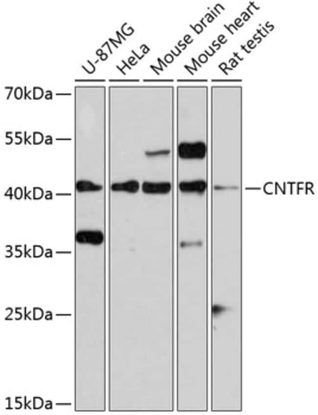 100UL CNTFR ANTIBODY 100 ul