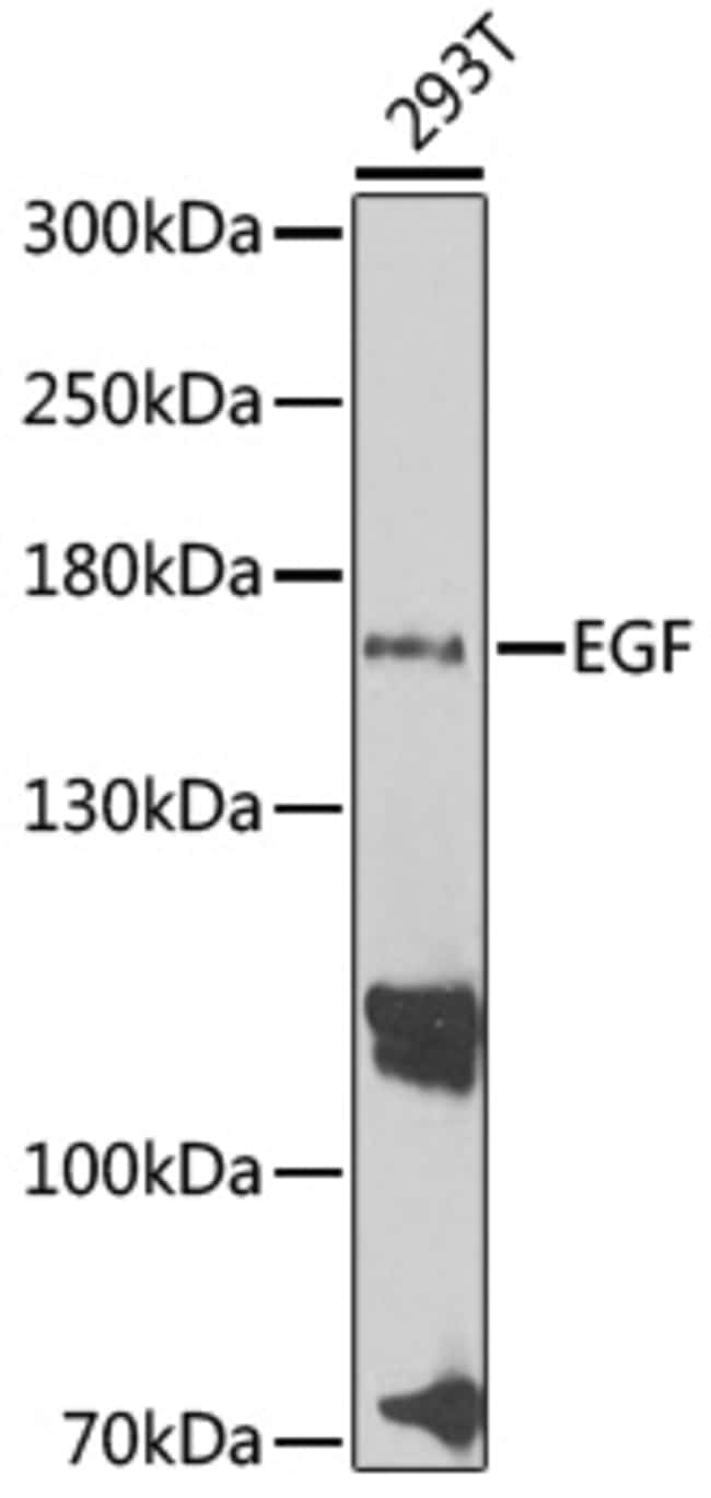 100UL EGF ANTIBODY 100 ul