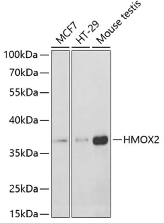 100UL HEME OXYGENASE 2 ANTIBODY 100 ul