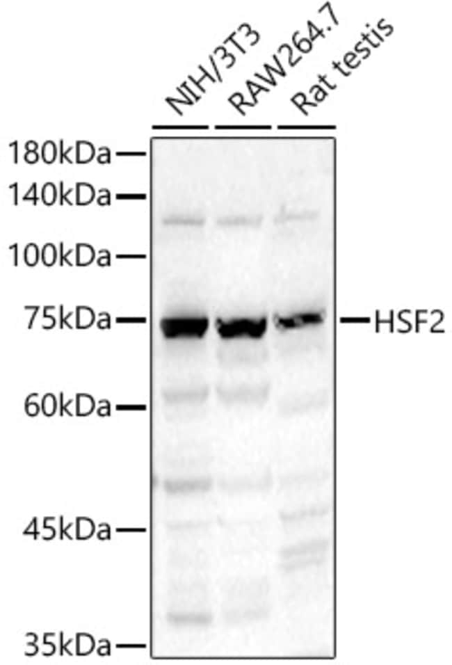 100UL HSF2 ANTIBODY 100 ul