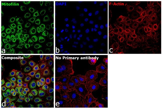 100UL MITOFILIN ANTIBODY 100 ul