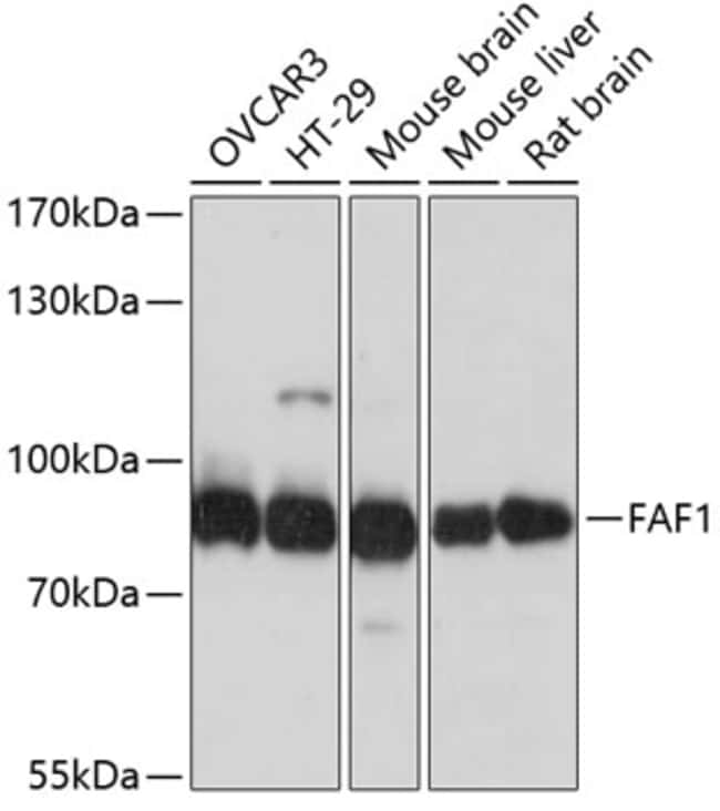 100UL FAF1 ANTIBODY 100 ul