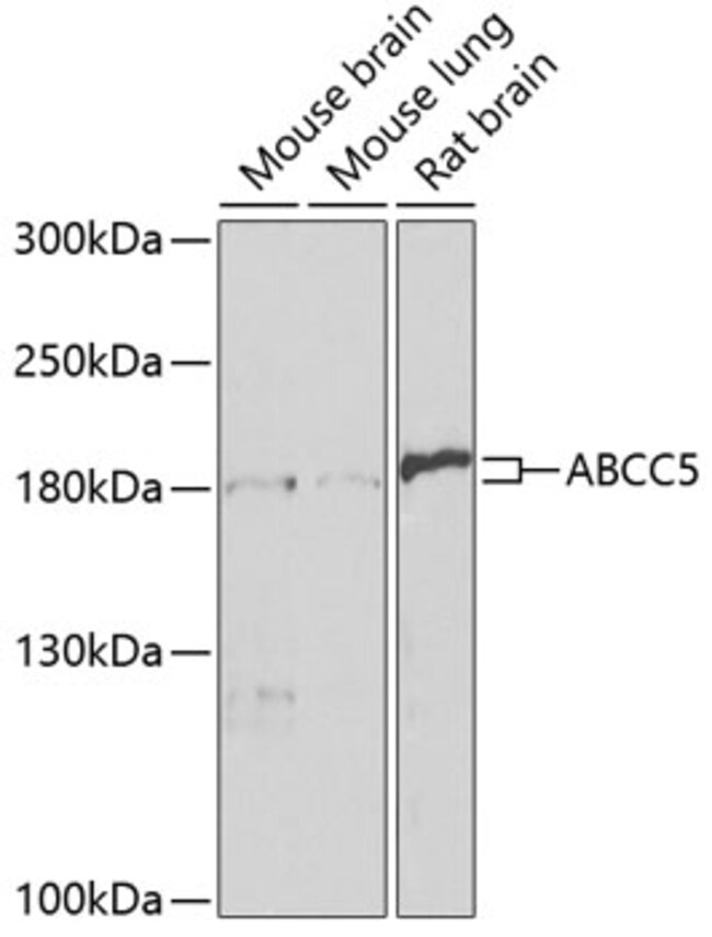 100UL MRP5 ANTIBODY 100 ul
