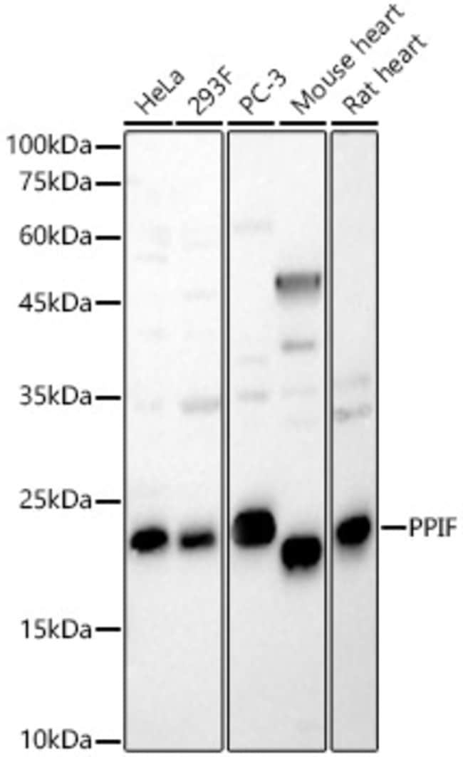 100UL CYCLOPHILIN F ANTIBODY 100 ul
