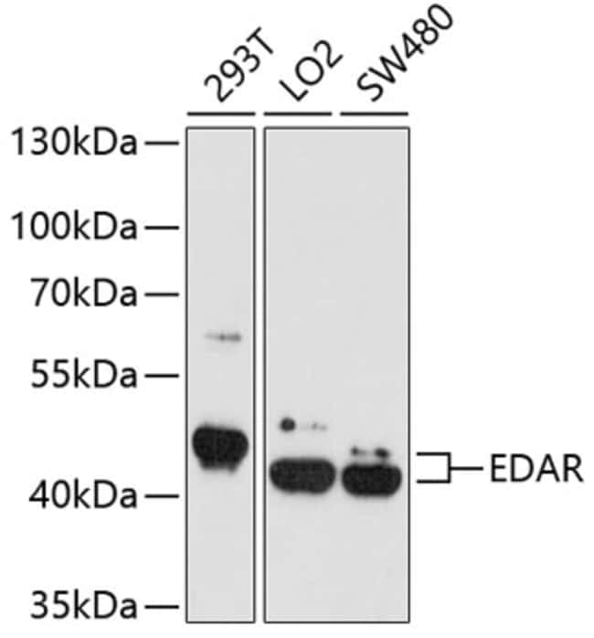 100UL EDAR ANTIBODY 100 ul