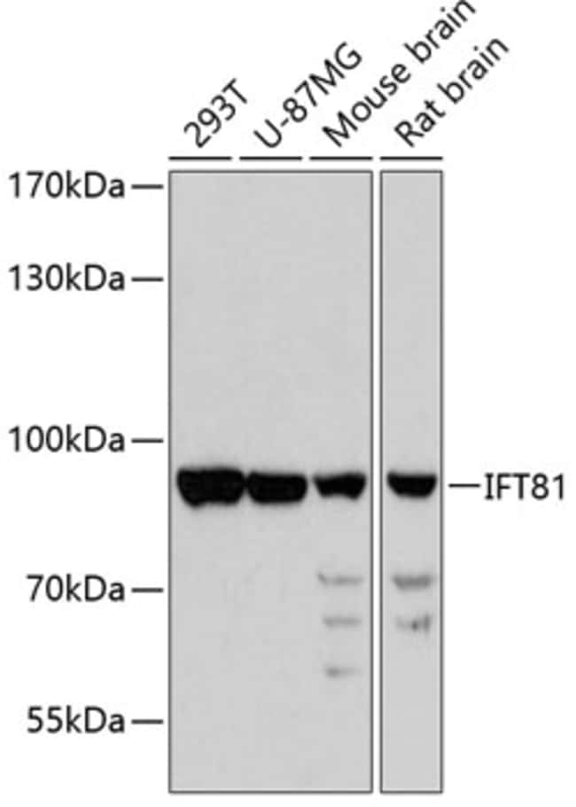100UL IFT81 ANTIBODY 100 ul
