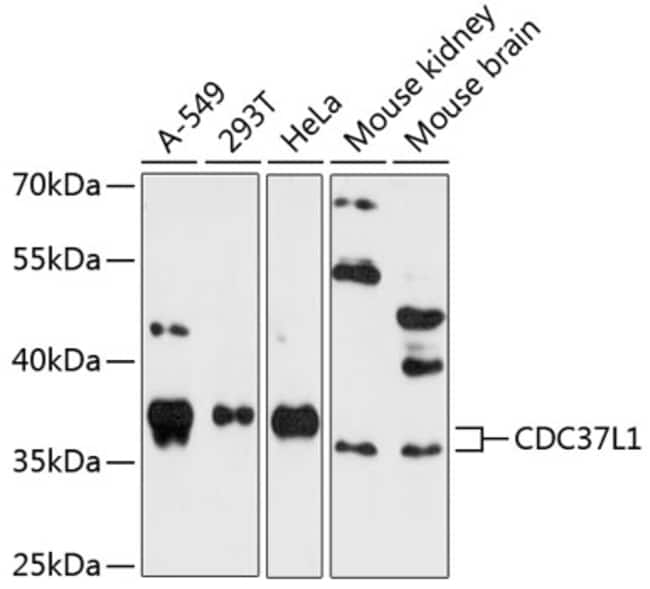 100UL CDC37L1 ANTIBODY 100 ul
