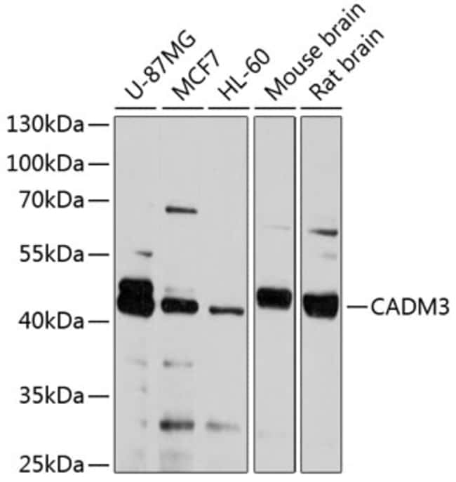 100UL CADM3 ANTIBODY 100 ul