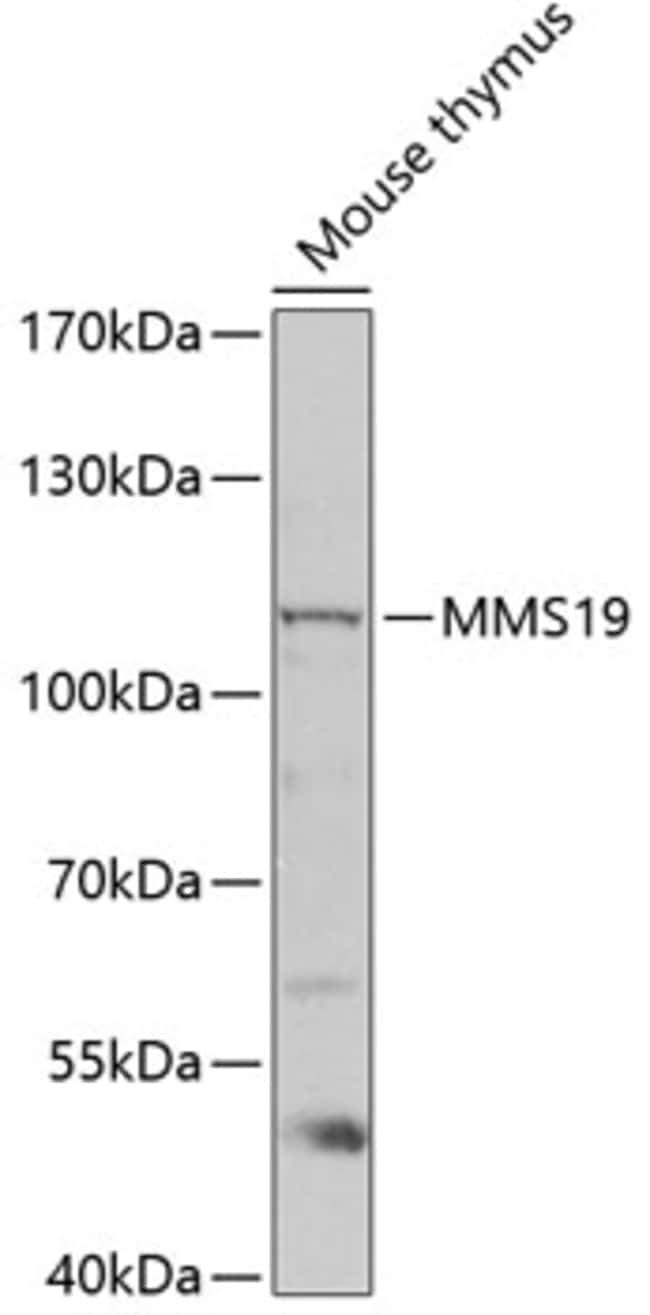 100UL MMS19 ANTIBODY 100 ul