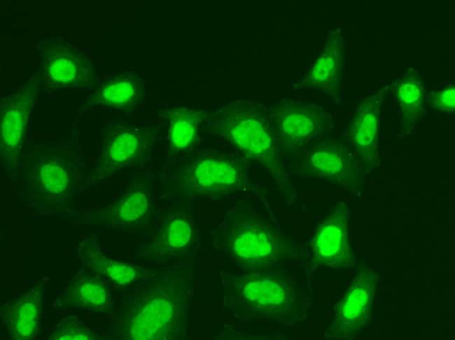 100UL MPG ANTIBODY 100 ul