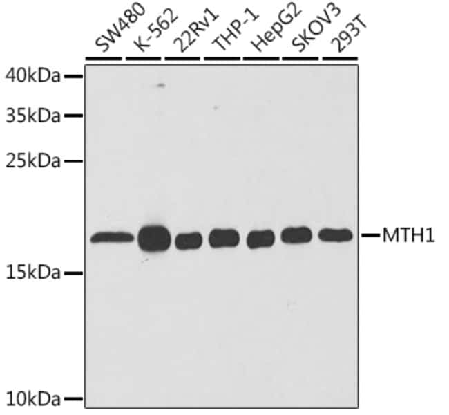 100UL MTH1 ANTIBODY 100 ul
