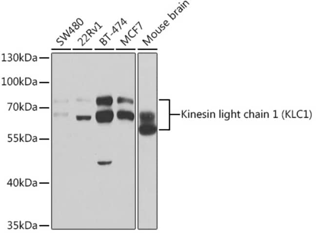 100UL KLC1 ANTIBODY 100 ul