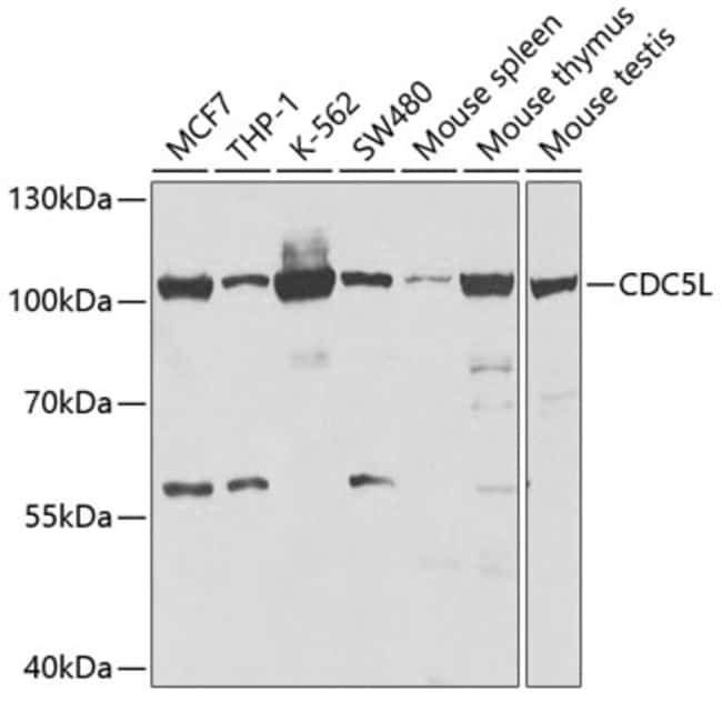 100UL CDC5L ANTIBODY 100 ul