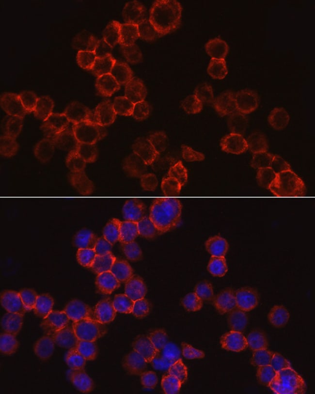 100UL CATHEPSIN G ANTIBODY 100 ul