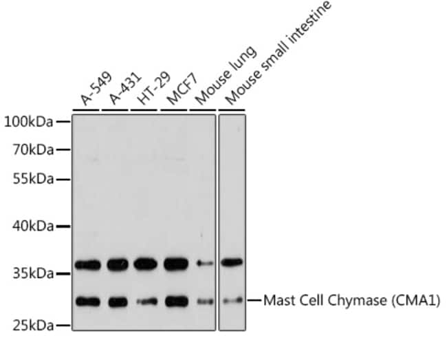 100UL MAST CELL CHYMASE ANTIBODY 100 ul