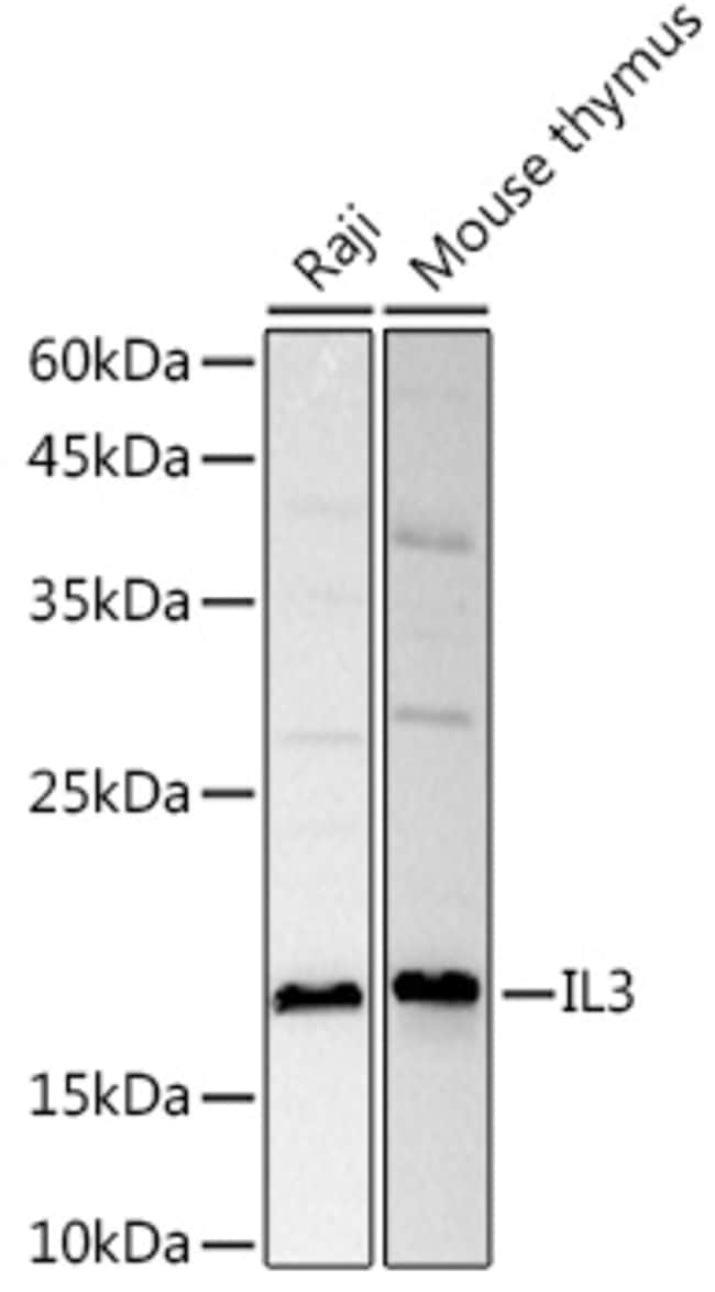 100UL IL-3 ANTIBODY 100 ul