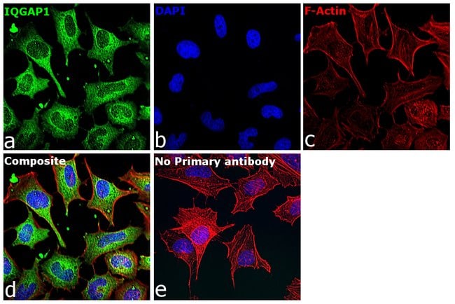 100UL IQGAP1 ANTIBODY 100 ul