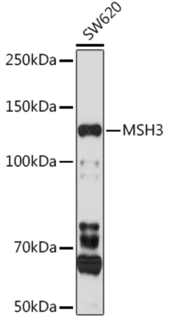 100UL MSH3 ANTIBODY 100 ul