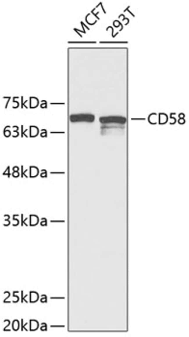 100UL CD58 ANTIBODY 100 ul