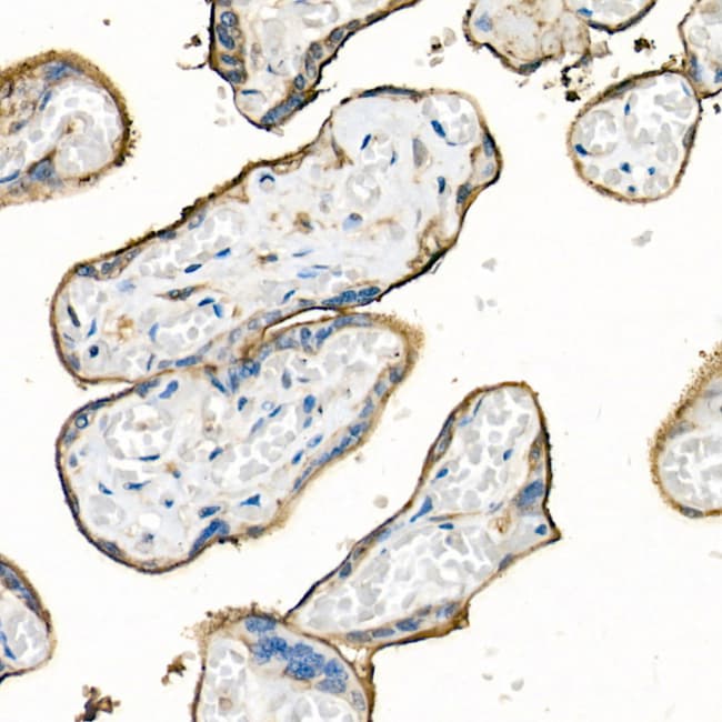 100UL CD98 ANTIBODY 100 ul