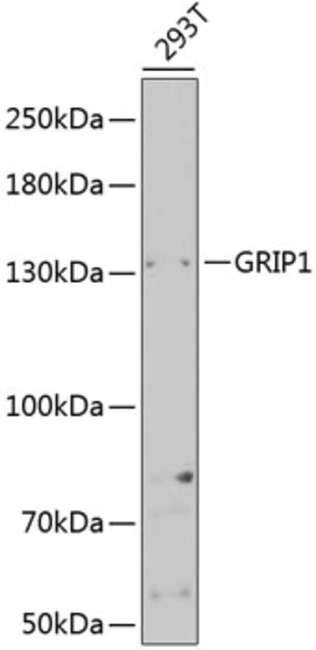100UL GRIP1 ANTIBODY 100 ul