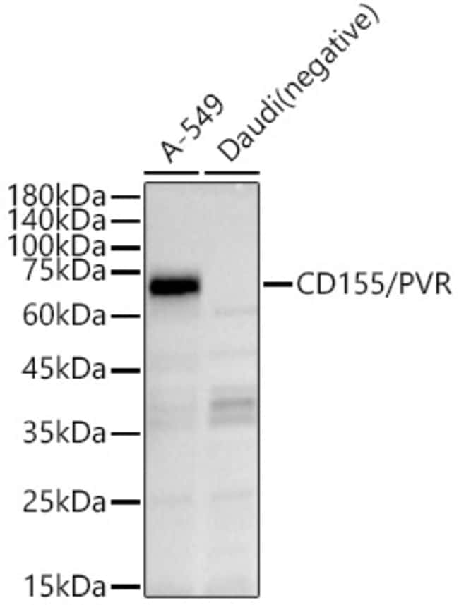 100UL CD155 ANTIBODY 100 ul