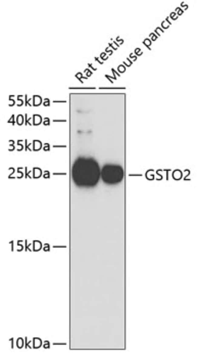 100UL GSTO2 ANTIBODY 100 ul