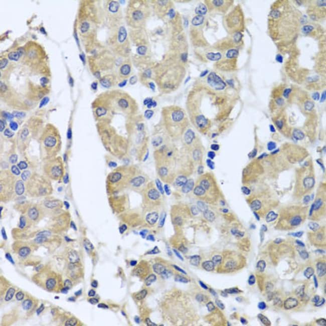100UL BAG5 ANTIBODY 100 ul