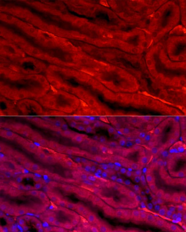 100UL BBOX1 ANTIBODY 100 ul