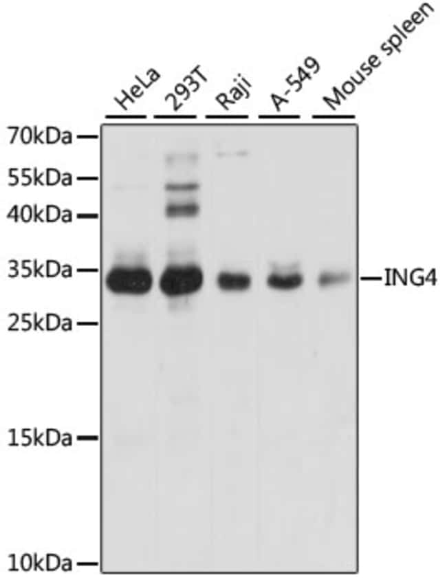 100UL ING4 ANTIBODY 100 ul