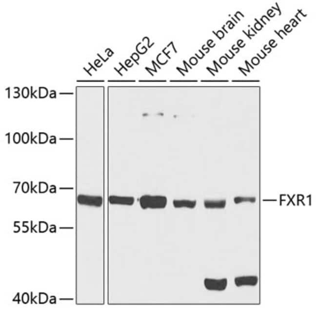100UL FXR1 ANTIBODY 100 ul