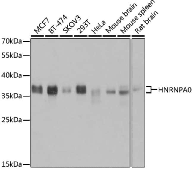 100UL HNRNPA0 ANTIBODY 100 ul