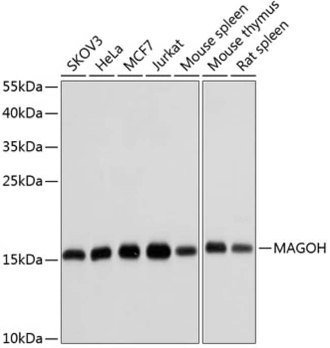 100UL MAGOH ANTIBODY 100 ul