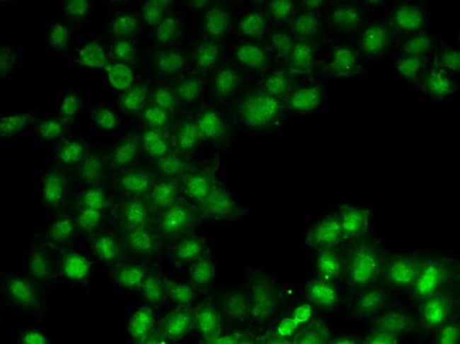 100UL C11ORF30 ANTIBODY 100 ul