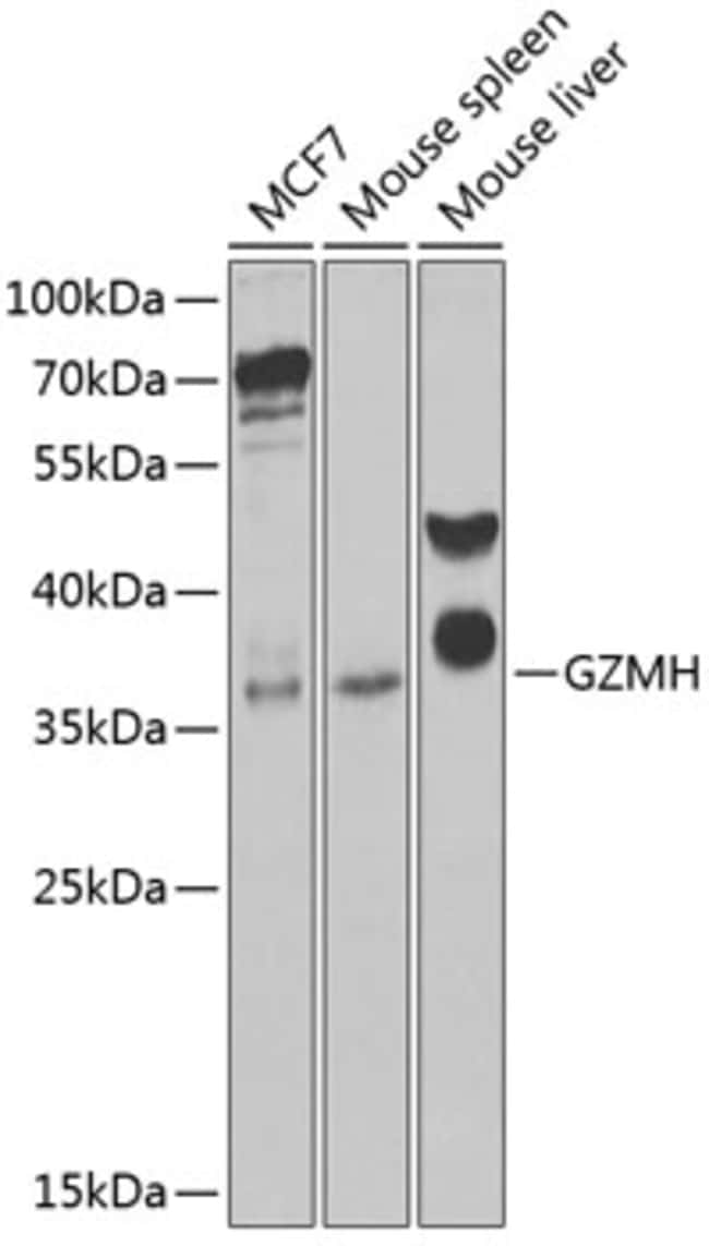 100UL GRANZYME H ANTIBODY 100 ul