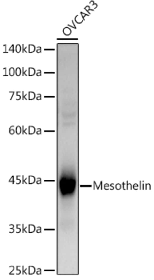100UL MESOTHELIN ANTIBODY 100 ul