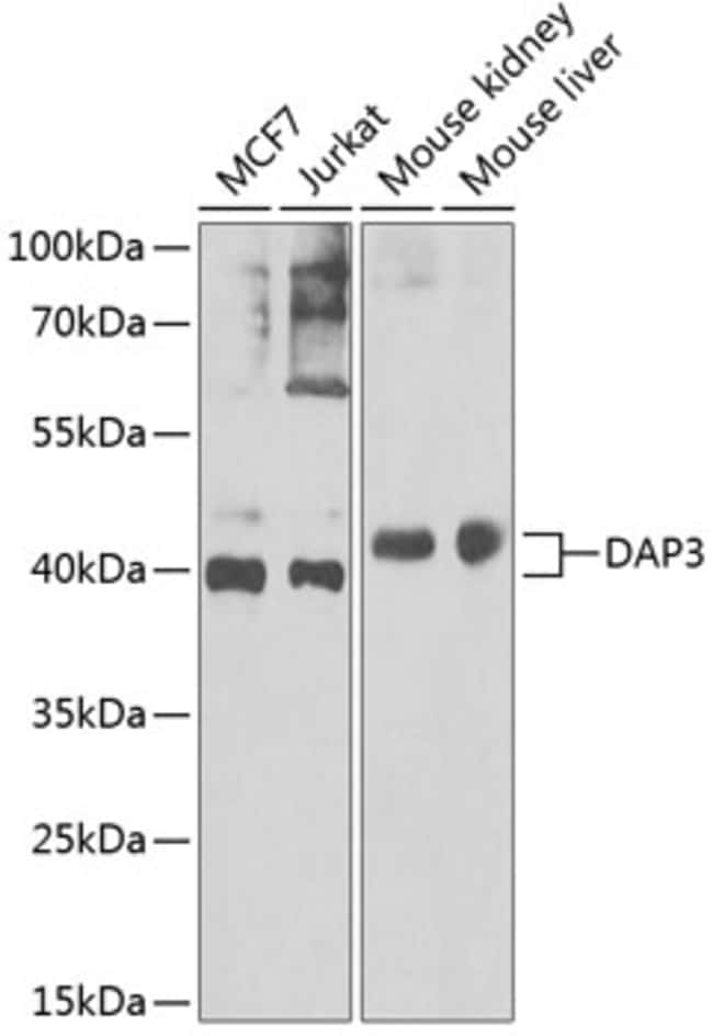 100UL DAP3 ANTIBODY 100 ul