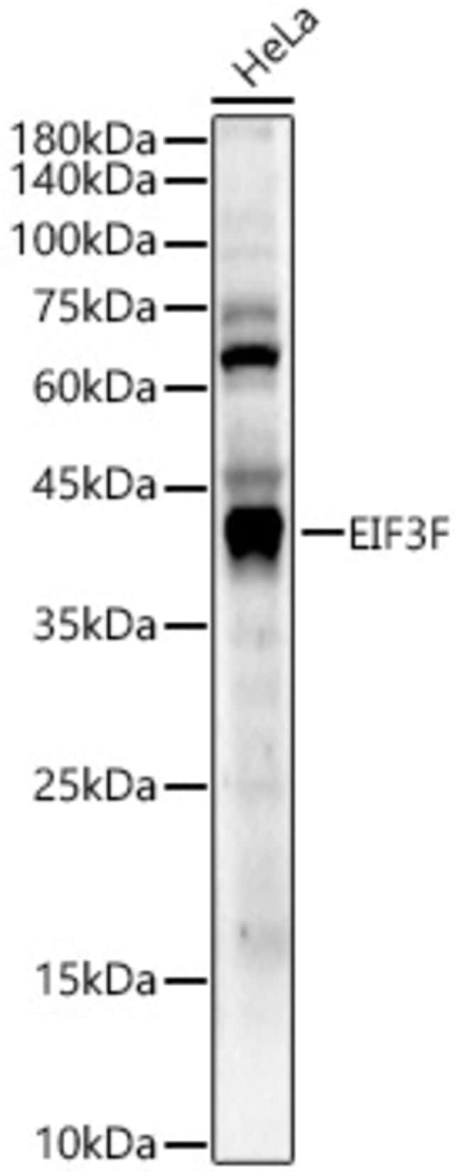 100UL EIF3F ANTIBODY 100 ul