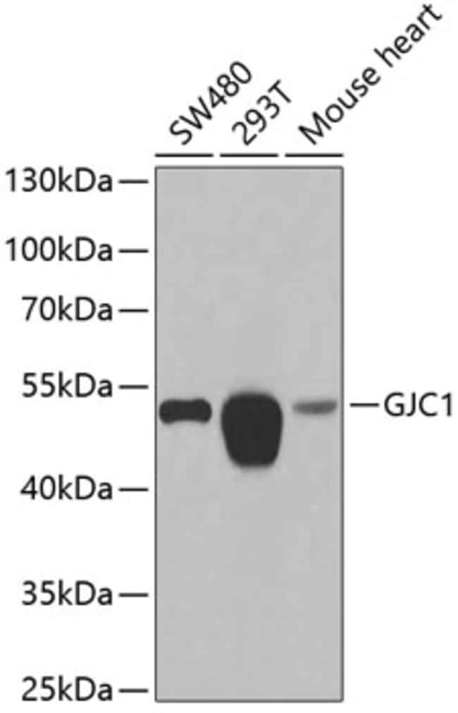 100UL CONNEXIN 45 ANTIBODY 100 ul