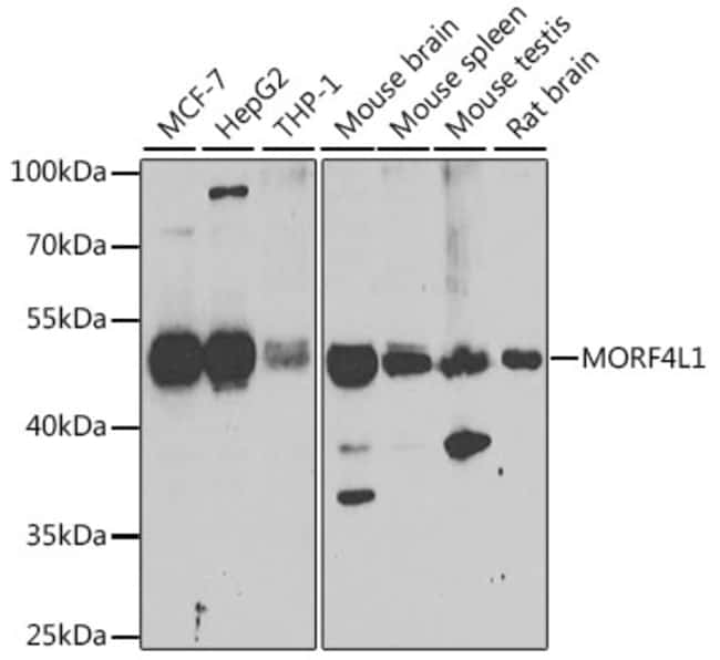 100UL MORF4L1 ANTIBODY 100 ul