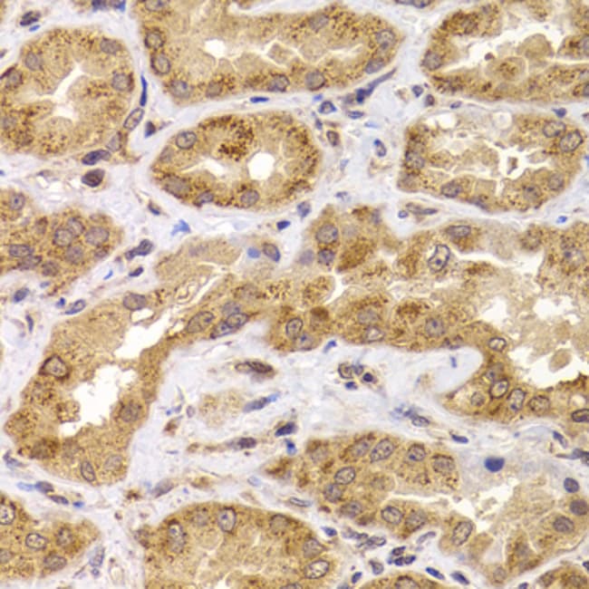 100UL APC5 ANTIBODY 100 ul