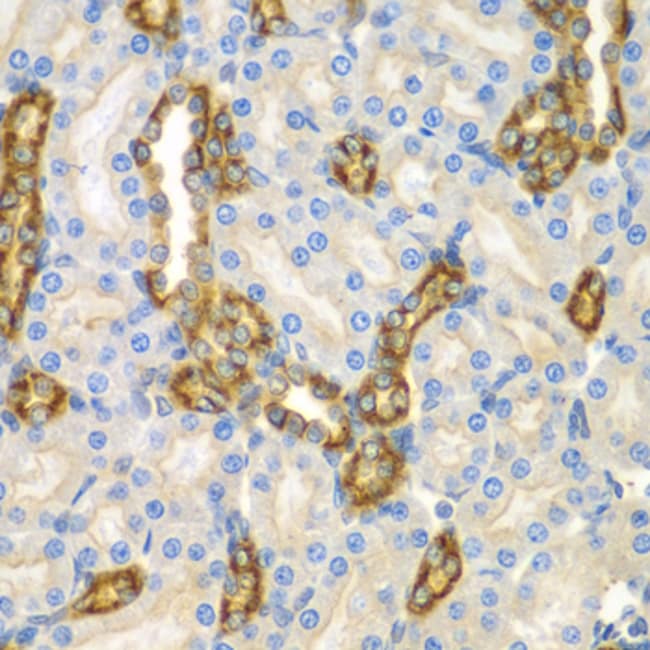 100UL CNPY3 ANTIBODY 100 ul