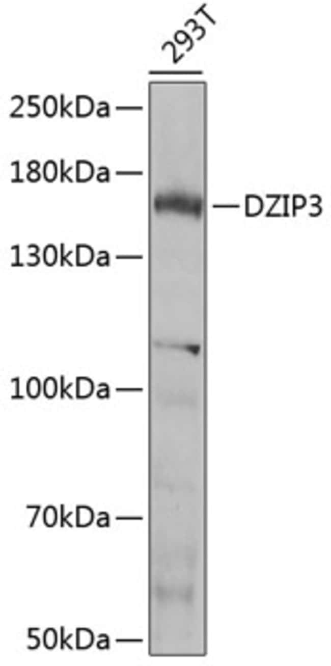 100UL DZIP3 ANTIBODY 100 ul